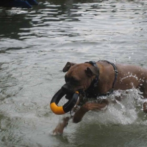 My little water dog