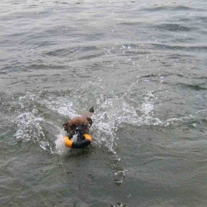 Who says Boxers can't swim?