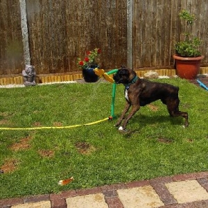 Crazy daisy fun