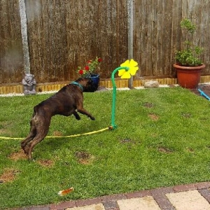 Bruno's crazy