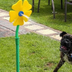 crazy_daisy_gotta_ya