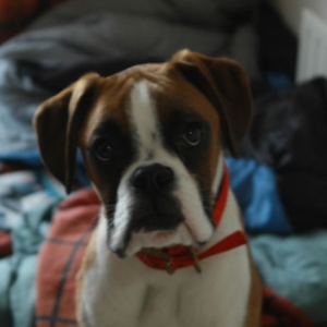 Tyson looking curious