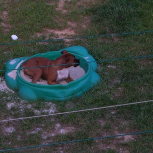 The sand box bandit