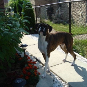 Buster 13 months June 2006