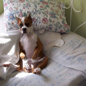 Silly Sit