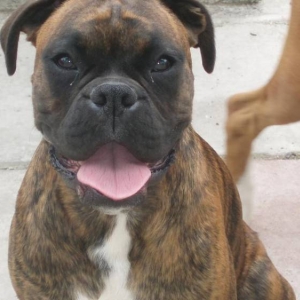 proud boxer sammy