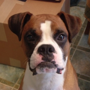 Oscars Big Face