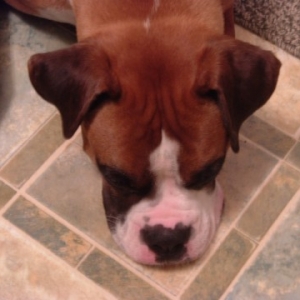 Plum tuckered out
