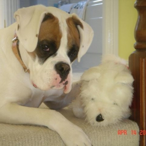 Cassie with toy dog