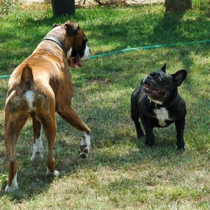 Buddies