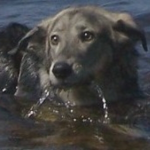 Abby getting used to the water.