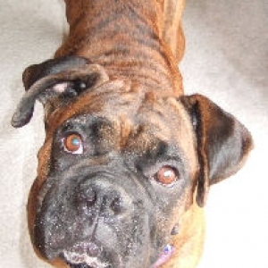 Cinder the Boxer