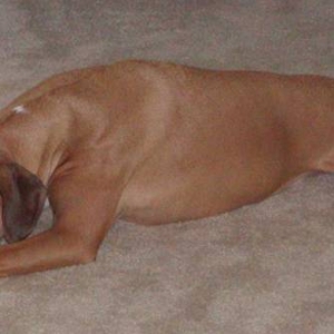 Roxy Sleeping