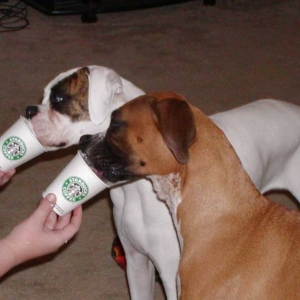 Yummmmmmy....Starbucks.