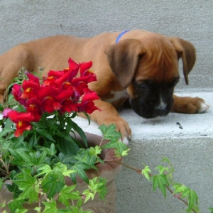 Handsome
