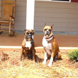 Handsome Pair