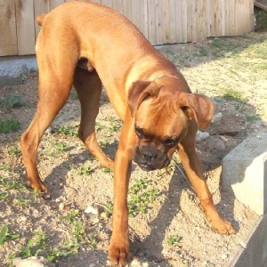 Rocky in action