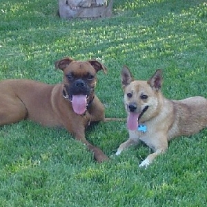Rocky and best bud Chaise