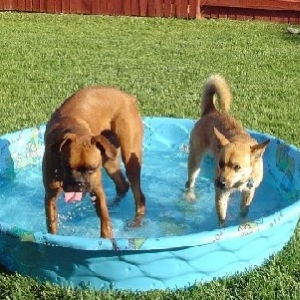 cooling down in the pool