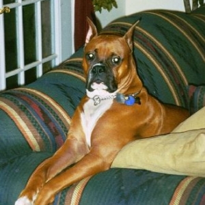 Ciscos favorite sitting spot