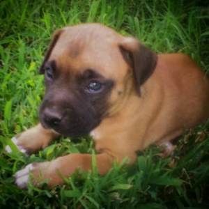 Oakley