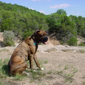 Buddy at the park