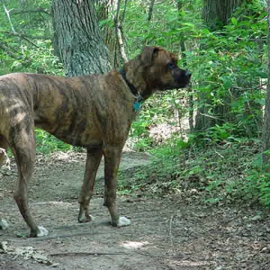 Buddy on trail