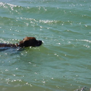 Buddy swimming
