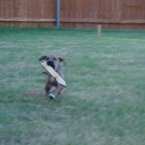 Chewtoy?