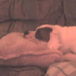 Petey's pillow