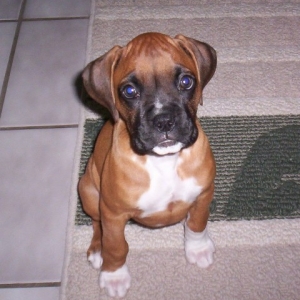 Molley_at_9_weeks
