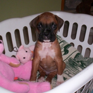 molley