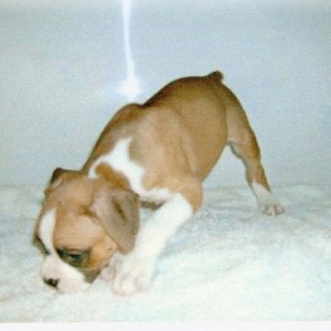 Dog2