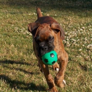 Gino fetchin