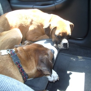 Too pooped to party