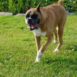 Harley