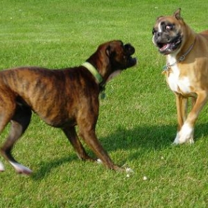 Foreman and Harley