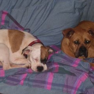 boxersleep