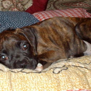 Boodan 10 weeks