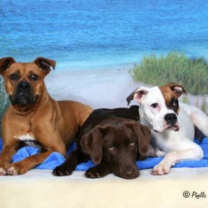 chloe, olive, mable
