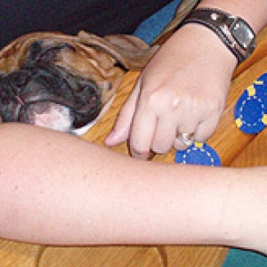 Poker Puppy