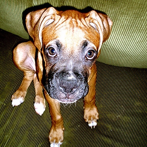 The Picture of Innocence