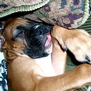 Tasty Dreams