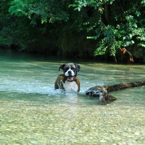Soggy dog