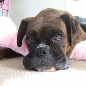 The master of the puppy dog eyes