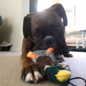 Playing with Ducky