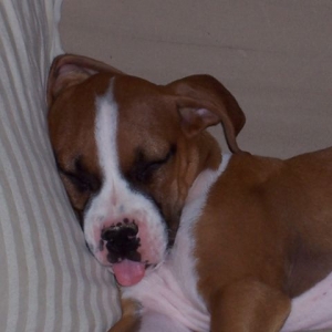 Lickin' some ZZZZZ's