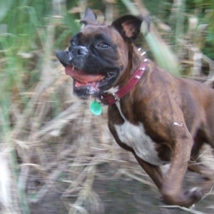 Crazy Lily