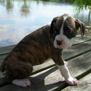 7 Weeks - Female Brindle