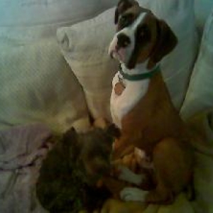 Maverick and Harley
